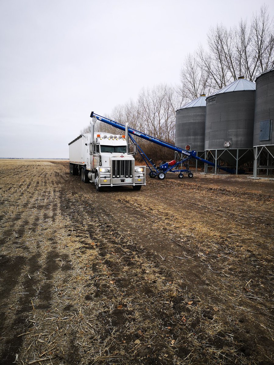 Moving the last grain from the "field bins" back to yard before the snow storm hits this weekend.