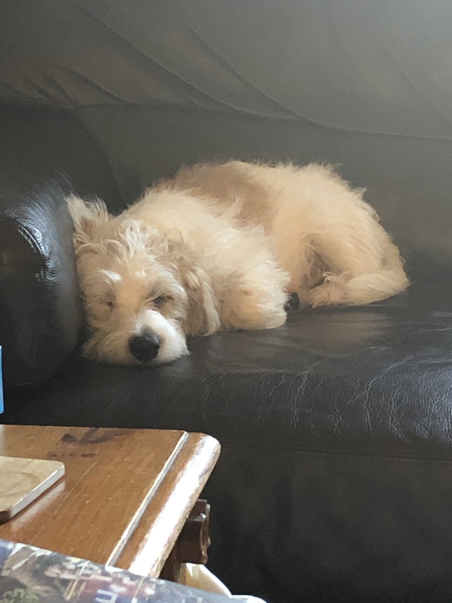 KaishaYoung's tweet photo. Managed to accidentally call my dog (Rupert) Barbara earlier... 😂 At least he was asleep https://t.co/1PGErevsVl