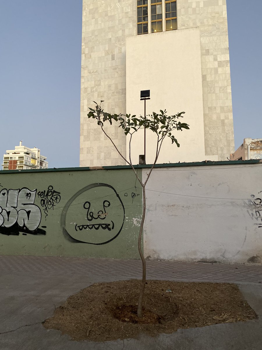 arboristgdl's tweet photo. Nuevas plantaciones en nuestra ciudad, sustituyendo arbolado sin vida. https://t.co/OTecA1xLpW