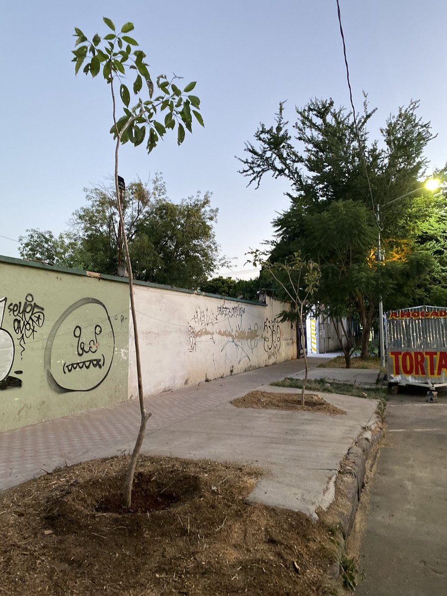 arboristgdl's tweet photo. Nuevas plantaciones en nuestra ciudad, sustituyendo arbolado sin vida. https://t.co/OTecA1xLpW