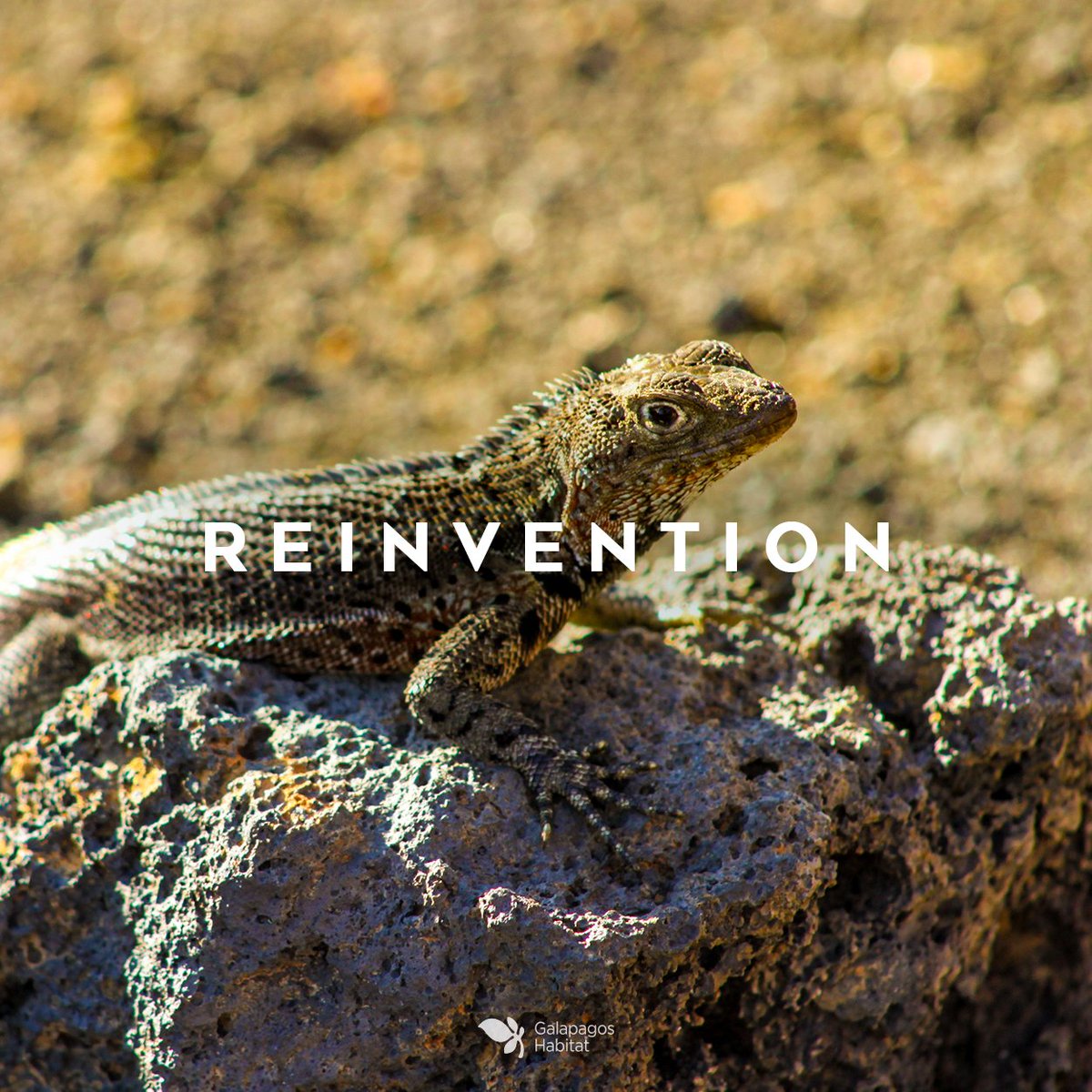 Lizards detach from their tails to escape predators and over time regenerate, therefore they represent and are a symbol of renewal and reinvention!
.
.