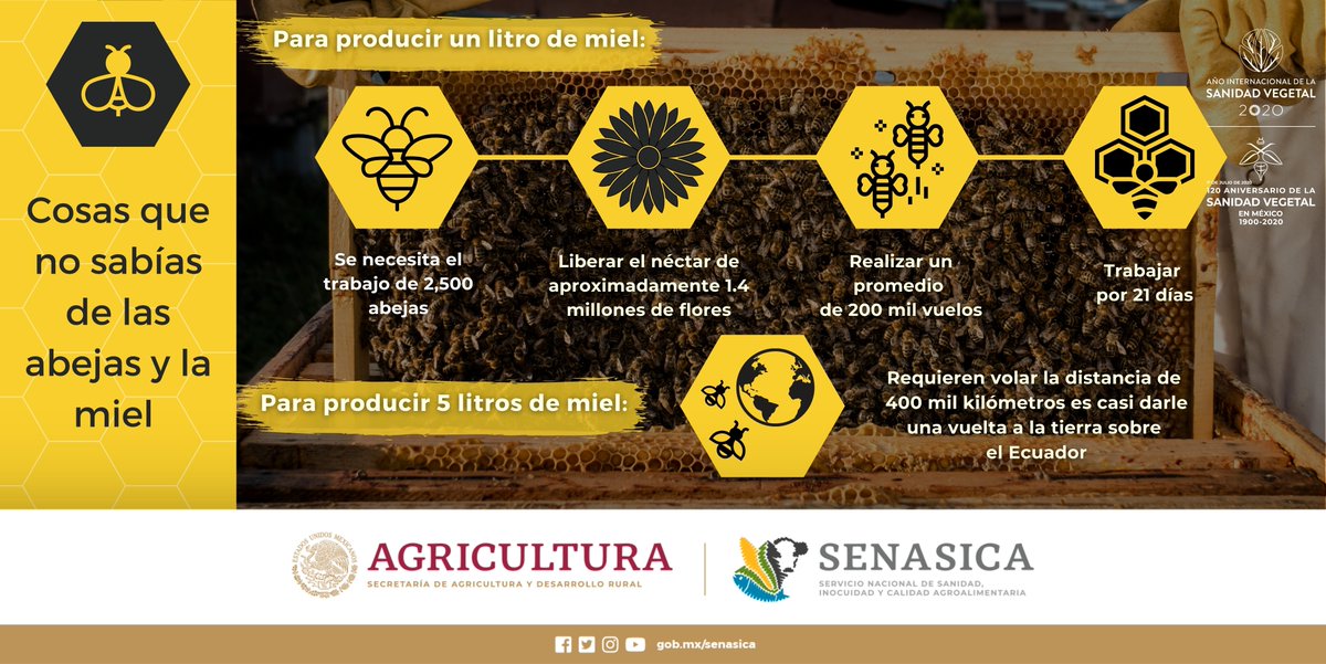 SENASICA's tweet photo. Conoce 5 datos sobre las abejas y la miel #AQueNoLoSabías 🍯🐝 https://t.co/931kmYfI5C