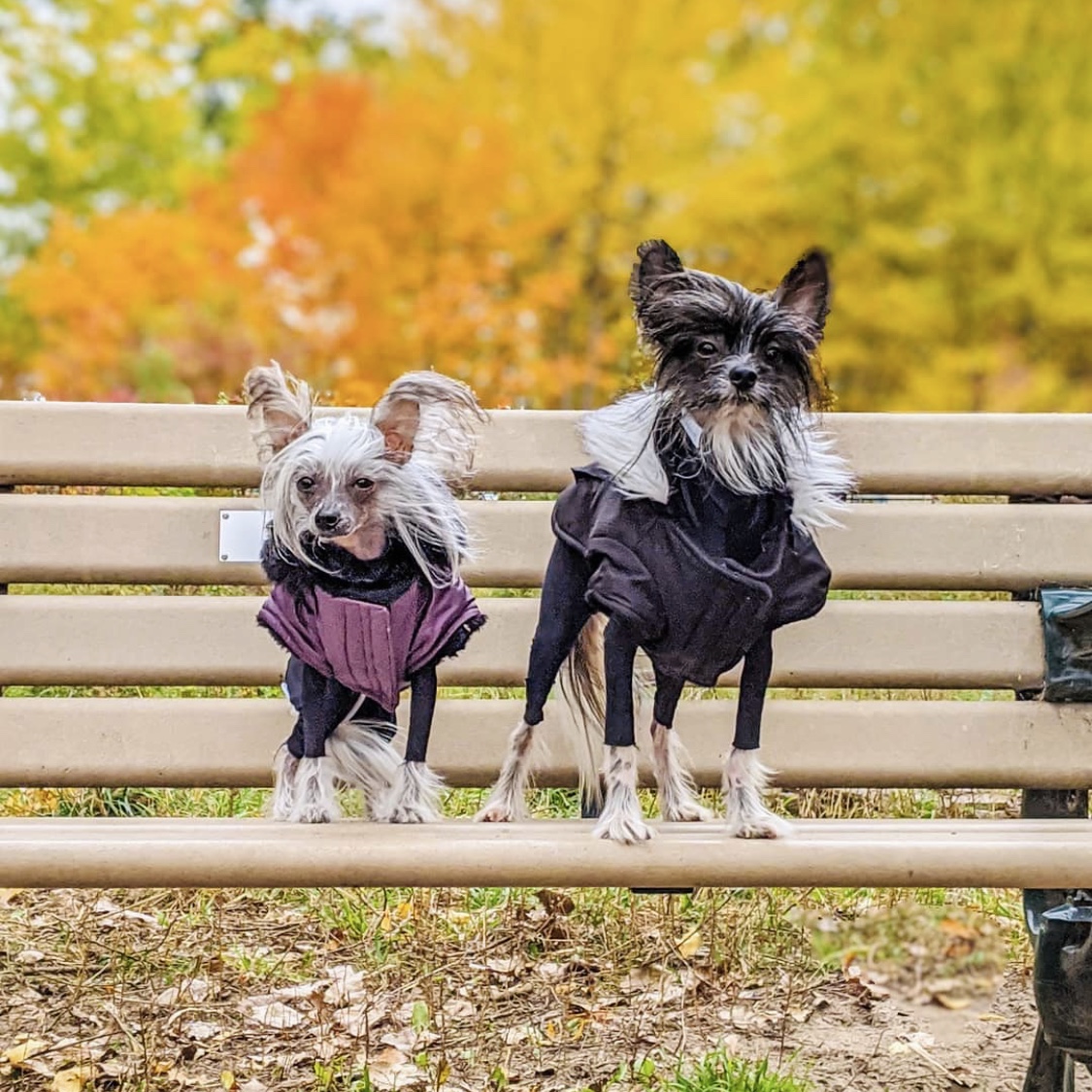 Shed Defender tweet media