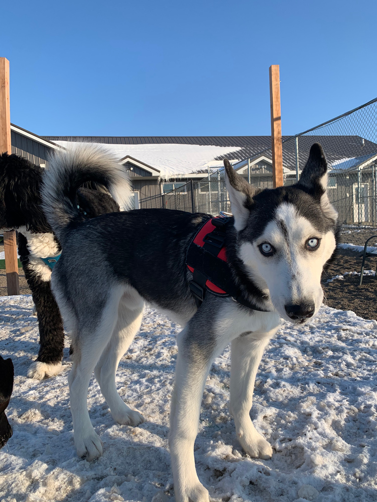 CanineAcresFF's tweet photo. New Friend Friday! 

Everyone say hello to Zen! He's a new husky with us at daycare. What we love about Zen is his fun energy, and lovable snuggles. He is making lots of new friends at daycare and is having a great time! 

Thanks for joining us Zen! https://t.co/RwhGwk4SAm