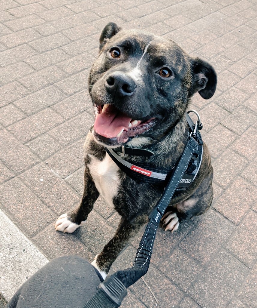 Saul Goodboi tweet media