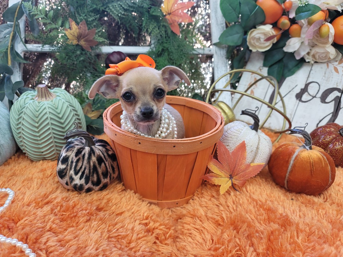 YorkiebabiesFL's tweet photo. "FABULOUS FALCON" STUNNING TINY TRADITIONAL MALE BROWN AND BRINDLE TINY TEACUP/TOY SIZED MALE CHIHUAHUA/ BIG BEAUTIFUL ROUND DIAMOND LIKE EYES. SHORT TINY BODY STRUCTURE. SWEET, SNUGGLY, AND SMART TINY LITTLE BOY. #chihuahua #yorkiebabies https://t.co/xtOUxuGxW2 #puppies #puppy https://t.co/5TtSlwQlsV