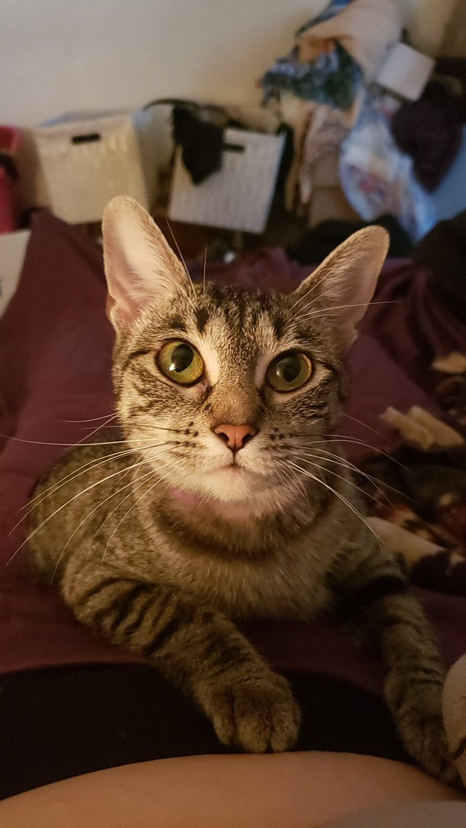 LyllithVolting's tweet photo. My roommate's pregnant cat looked at her tummy, shocked, when a baby moved as if she didn't have a part in making them
#cats https://t.co/3Lx3j2JEVj