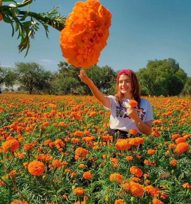 guanajuato's tweet photo. ¿Te imaginas estar en un campo rodeada de solo flor cempasúchil? La flor que desde tiempos ancestrales simboliza la vida que nace de la muerte💀🧡 Descubre en #Comonfort su olor y su color son distinguidos representantes de la cultura mexicana 😍✨ #ViveGrandesHistorias https://t.co/qbRzJb6bcv