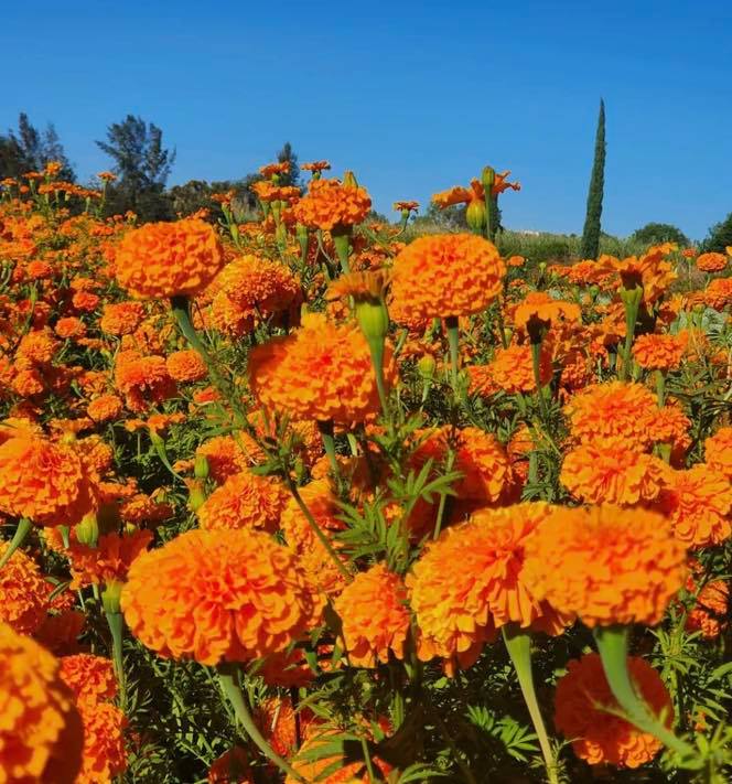 guanajuato's tweet photo. ¿Te imaginas estar en un campo rodeada de solo flor cempasúchil? La flor que desde tiempos ancestrales simboliza la vida que nace de la muerte💀🧡 Descubre en #Comonfort su olor y su color son distinguidos representantes de la cultura mexicana 😍✨ #ViveGrandesHistorias https://t.co/qbRzJb6bcv