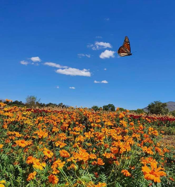guanajuato's tweet photo. ¿Te imaginas estar en un campo rodeada de solo flor cempasúchil? La flor que desde tiempos ancestrales simboliza la vida que nace de la muerte💀🧡 Descubre en #Comonfort su olor y su color son distinguidos representantes de la cultura mexicana 😍✨ #ViveGrandesHistorias https://t.co/qbRzJb6bcv