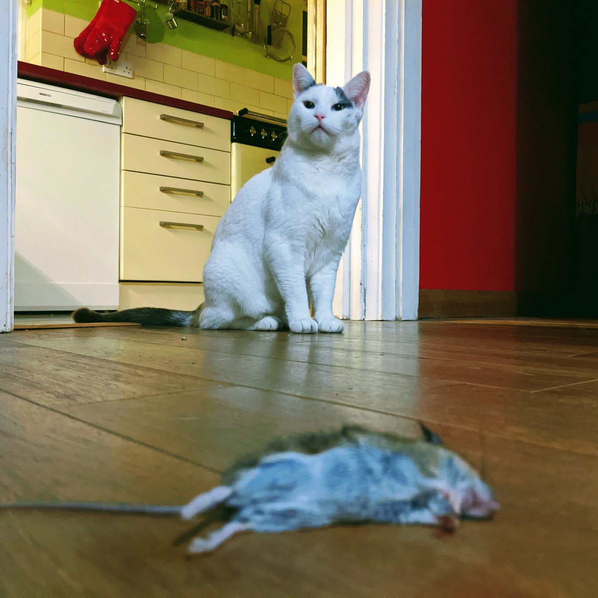 We is cats tweet media