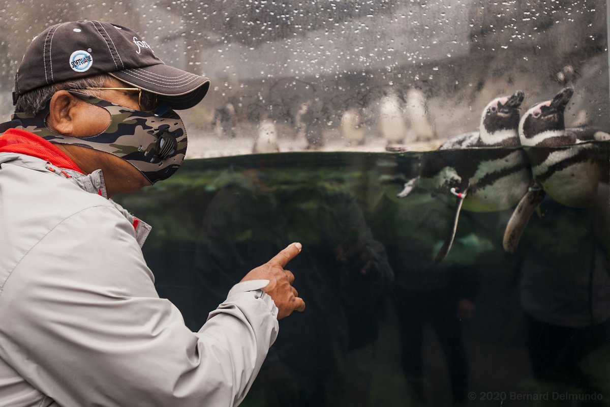 AquariumPacific's tweet photo. A rainy weekend forecast = happy penguins! You can join them this weekend for a splashing good time. Book your reservation now: https://t.co/PecPM8m2mS 💦🐧☔️

Photo by #AOPMember Bernard Delmundo https://t.co/K1HYDORNyI