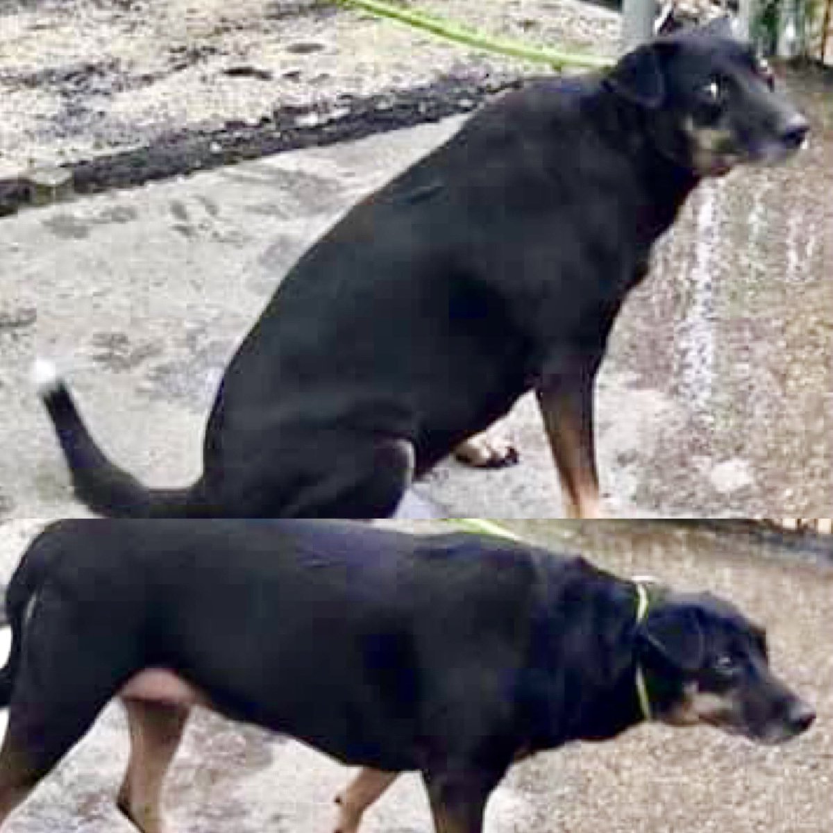 SWEET TART #106090 is so scared, she’s pancaked to the floor and urinating on herself. Aged 10, she was found confused and alone on the streets. They’ll kill her Thursday unless she’s rescued. Save her with pledges via <a href="/TomJumboGrumbo/">Keith Olbermann's Dogs</a> PLEASE RT SWEET TART!
facebook.com/mldsavingnycdo…