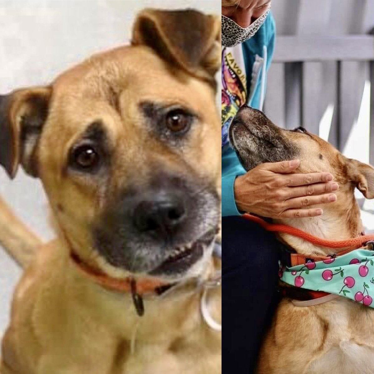 KeithOlbermann's tweet photo. EXPLAIN TO THAT FACE WHY SHE HAS TO DIE THURSDAY. Abigail #101563 was found abandoned in a yard, and while timid and afraid on death row, she’s been easy to handle and would make a great pet. Save her with pledges via @TomJumboGrumbo and PLEASE RT ABIGAIL! https://t.co/KpRx6TetSQ https://t.co/gOmtFYrJ39