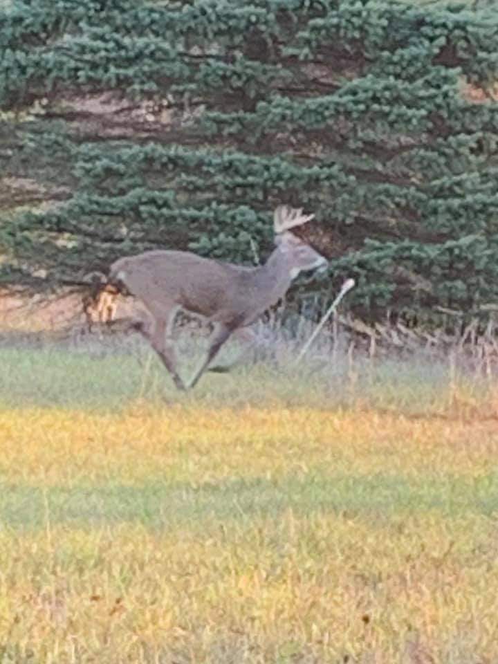 KeithAa27854129's tweet photo. @JoshhhCFC @realDonaldTrump Run, Bamby, run! https://t.co/MDrzGCVWvJ