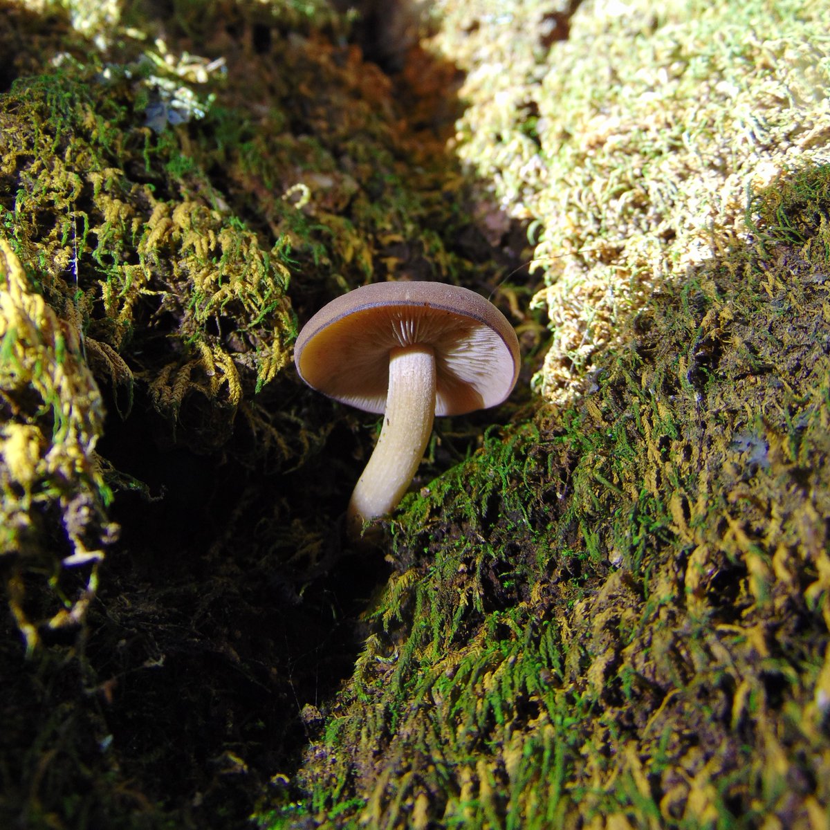 The 26th rule of the Mushroom Cult is to go in the woods and take pictures of mushrooms.
