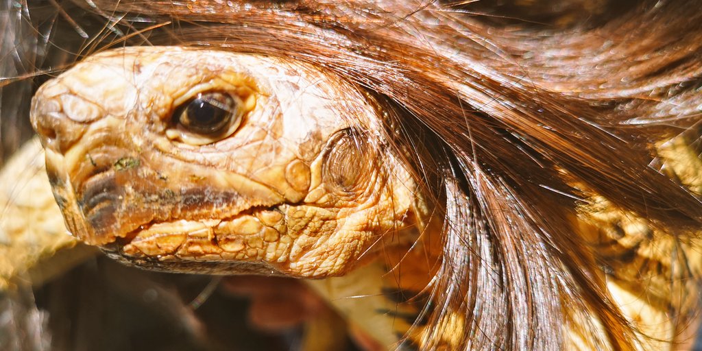 Rober_Vinny's tweet photo. El #Halloween del "peque" de la casa ๐ขโค๏ธ disfrazado de #Trump
#Tadeo #TURTLE #TurtleTrump #tortugaes #TORTUGASxESPN https://t.co/Y9uQlEZyxh