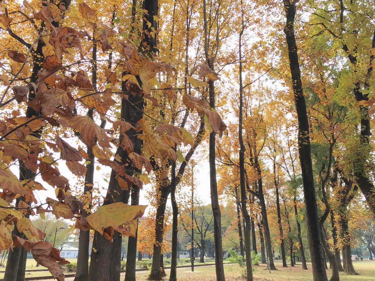 フォトグラファー小室直子 こむの木 小金井公園本日開催します プラタナス紅葉見頃 ピンクのコスモスともお写真撮影できます ご予約はお電話で 家族写真 小金井公園 こむの木 フォトグラファー小室直子 こむの木 小金井公園本日開催します プラタナス紅葉見頃 ピンクのコスモスともお写真撮影できます ご予約はお電話で 家族写真 小金井公園 こむの木