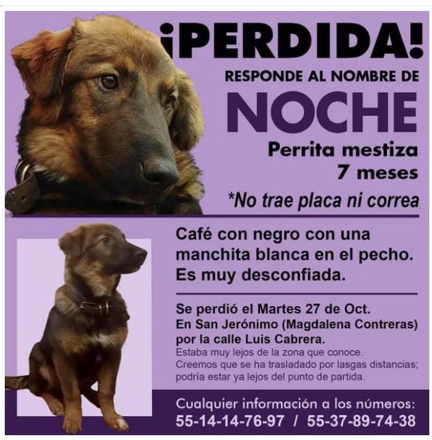 rumabo1's tweet image. @SanJeronimodf @SanJeronimoLidi @poderAGMC @DelegacionMC @AlcaldiaAO @VecinosAO @lawera33 @PrrosPerdidosMX @PerdiMiMascota @PerdiMiMascota @PpEncontradosMx @MascotasSismo @DefensaAnimal @LaNotaPositiva @UPALmx @animalitoscdmx @EsEstra @nydiacervera @sebuscaCdMx @UbicapetMexico