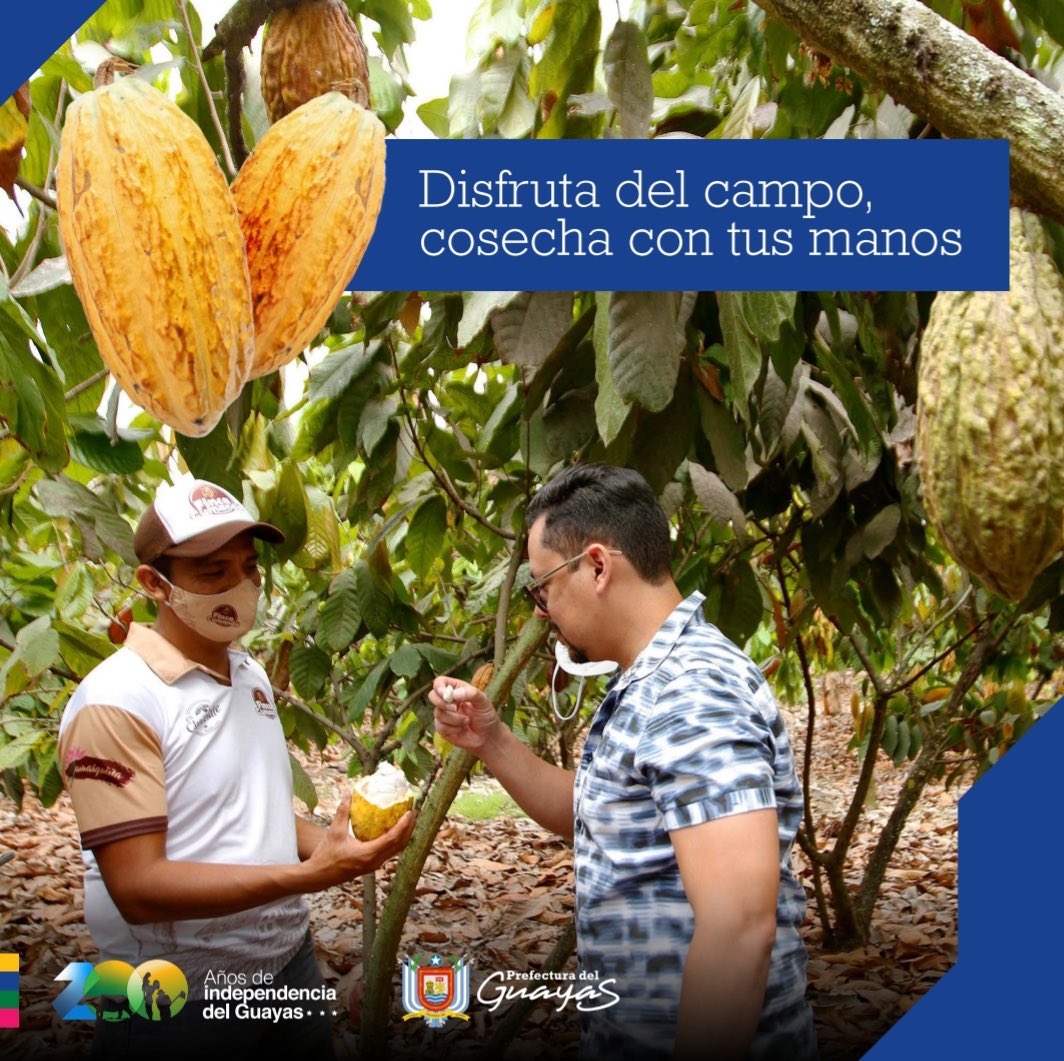 guayasrenace's tweet photo. #Guayas te invita a sentir la belleza del campo, a vivir la agricultura en primera fila y a disfrutar de los más exóticos frutos que nacen de esta tierra. 

¡En este fin de semana sé parte de esta experiencia agroturística en Finca Cumandá!

099 747 0340 Rody Espinoza https://t.co/BBtegDyI8K