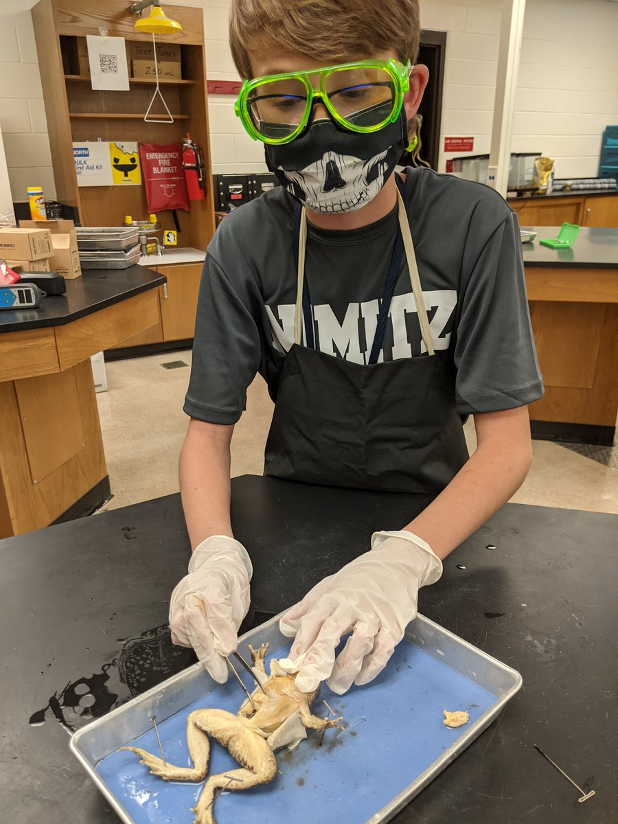 Azulsp's tweet photo. The frog dissection was a huge success! I can't explain how proud I am of my amazing students! @TeddiMartin @NimitzMiddle @ECISDScience #handsonlearning #ECISDscienceROCKS https://t.co/PMG6DoBaG7