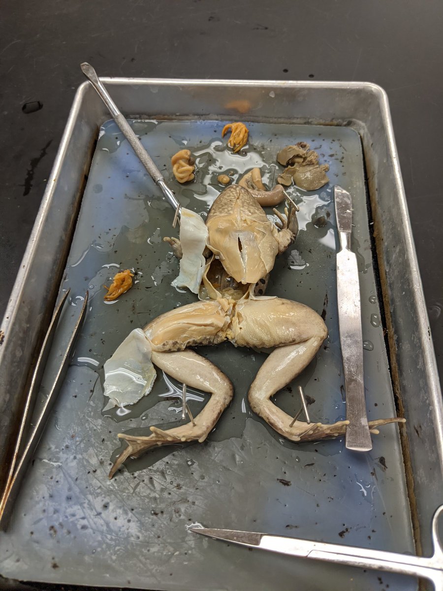 Azulsp's tweet photo. The frog dissection was a huge success! I can't explain how proud I am of my amazing students! @TeddiMartin @NimitzMiddle @ECISDScience #handsonlearning #ECISDscienceROCKS https://t.co/PMG6DoBaG7