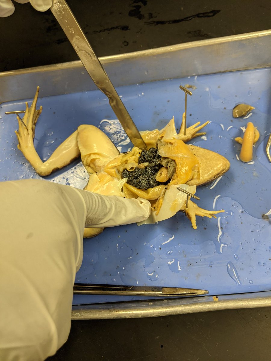 Azulsp's tweet photo. The frog dissection was a huge success! I can't explain how proud I am of my amazing students! @TeddiMartin @NimitzMiddle @ECISDScience #handsonlearning #ECISDscienceROCKS https://t.co/PMG6DoBaG7