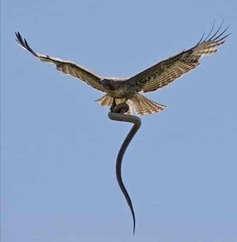 rfemassala's tweet photo. L'aigle ne combat pas le serpent sur le sol. Il le prend dans les airs et modifie le champ de bataille, puis libère le serpent dans les airs.
Le serpent n'a pas d'endurance, pas de pouvoir . Il est  vulnérable contrairement au sol où il est puissant, sage et meurtrier. https://t.co/ST5A1EVUPl