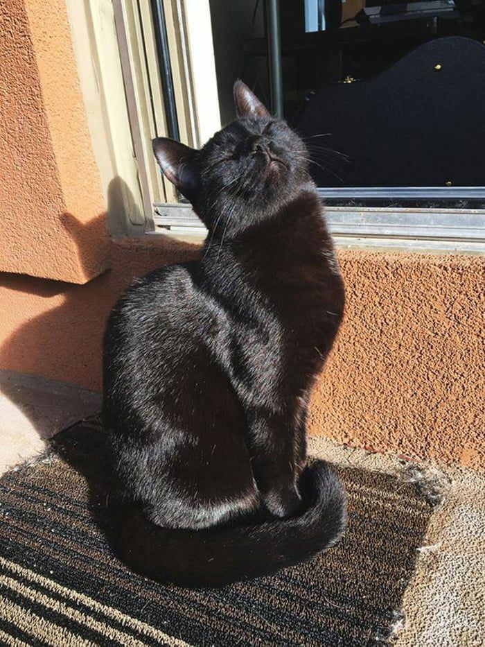 Beibi_Jota's tweet photo. Primeira coisa que ele faz quando amanhece... Tomar solzinho 🥺 https://t.co/nuu4ZvQZUS