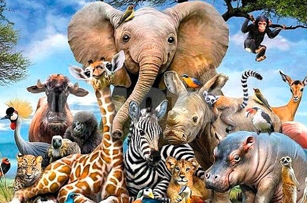 AliLune_'s tweet photo. El 04 de octubre se celebró el #DíaMundialDeLosAnimales, decretado oficialmente en 1929 por la Organización Mundial de Protección Animal. Pero recordemos que no se necesita un día para cuidarlos y brindarles todo nuestro amor. #cuidadoanimal #g1103 https://t.co/s6JTGFteIX