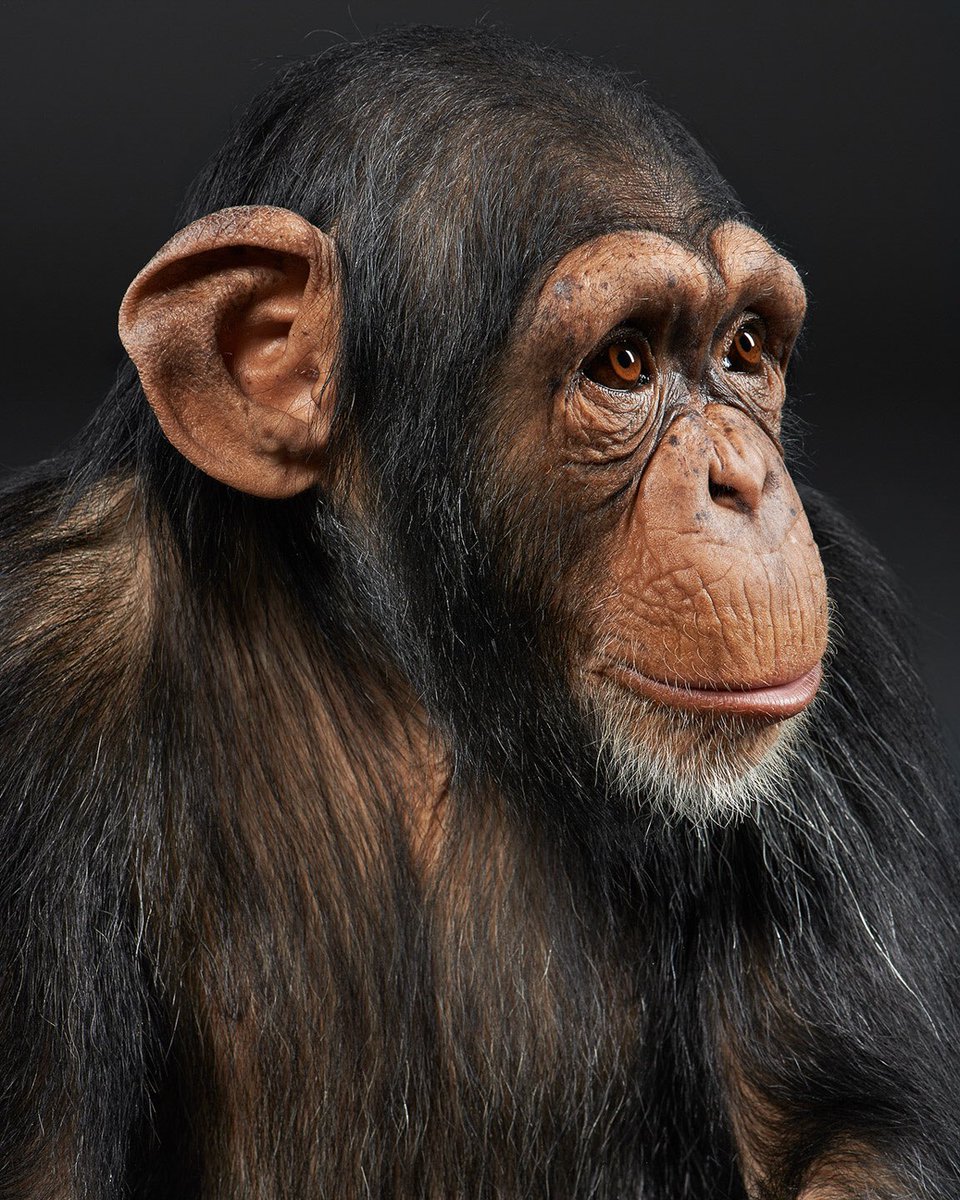 Eli the Chimp - 10/10 - starred with danny devito in one direction’s steal my girl music video- the last professionally trained actor chimp in hollywood- CGI means real animals are longer needed & a reduce in abuse- a  #WIN for apenation