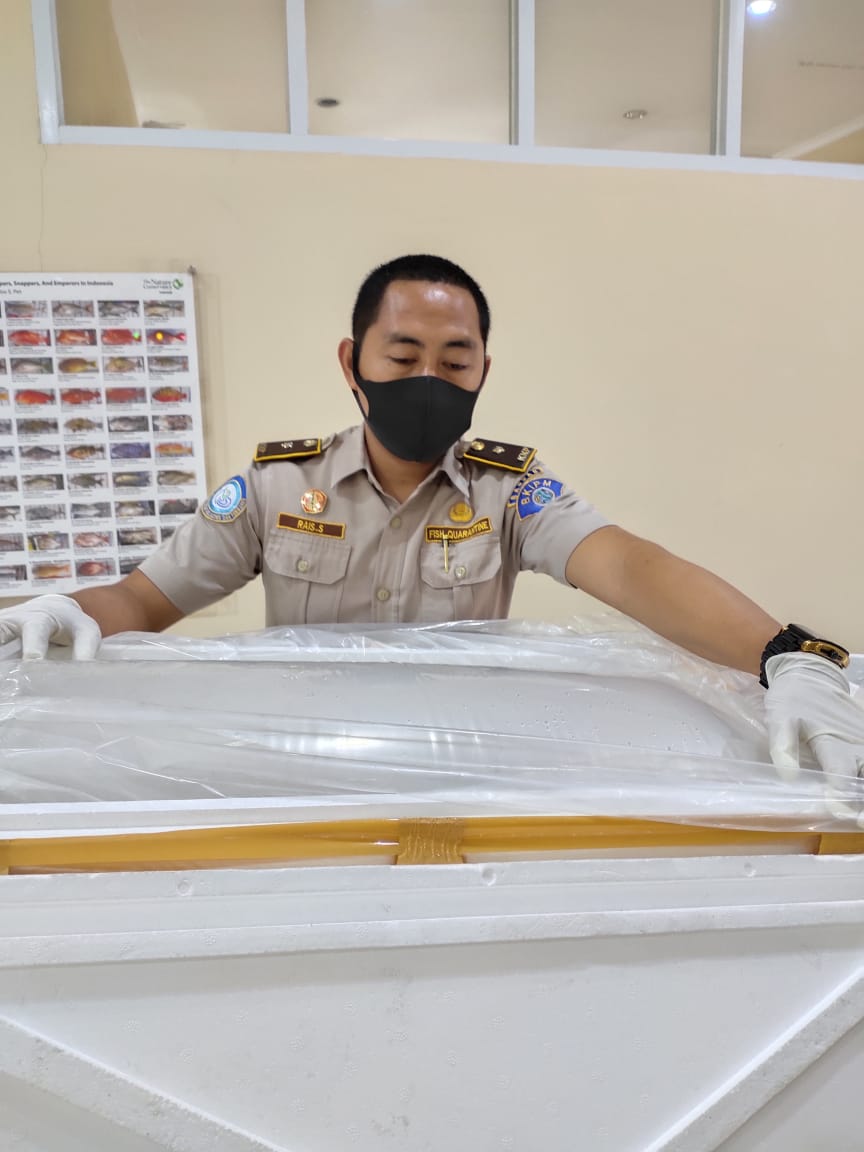 BPPMHKPMakassar's tweet photo. 07/11 09:09 pemeriksaan fisik kebenaran jenis dan jumlah terhadap lalulintas domestik tujuan Jakarta berupa Kerapu Hidup 55 ekor,  13 koli 
di TPFI BBKIPM Makassar
 #OneHealthKIPM
@rinajanwar2201 
@idjahChadidjah
@HumasBKIPM https://t.co/laVXYucAdG