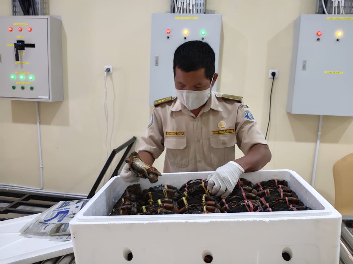 BPPMHKPMakassar's tweet photo. 07/11 08:38 Pemeriksaan fisik kebenaran jenis dan jumlah terhadap lalulintas domestik tujuan Jakarta berupa Kepiting Bakau sebanyak 410 ekor  5 koli
di TPFI BBKIPM Makassar
 #OneHealthKIPM
@rinajanwar2201 
@idjahChadidjah
@HumasBKIPM https://t.co/nz7rvgJ8Pc