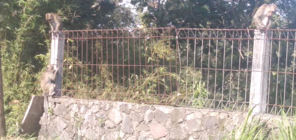 merapi_uncover's tweet photo. Mulai banyak kera/monyet turun dr merapi.
•
📲 : Lik Kliwir
•
🌴 : Ngerangkah Umbulharjo Cangkringan

#MerapiSiaga https://t.co/XnjSxEAnpx |@berandasleman_