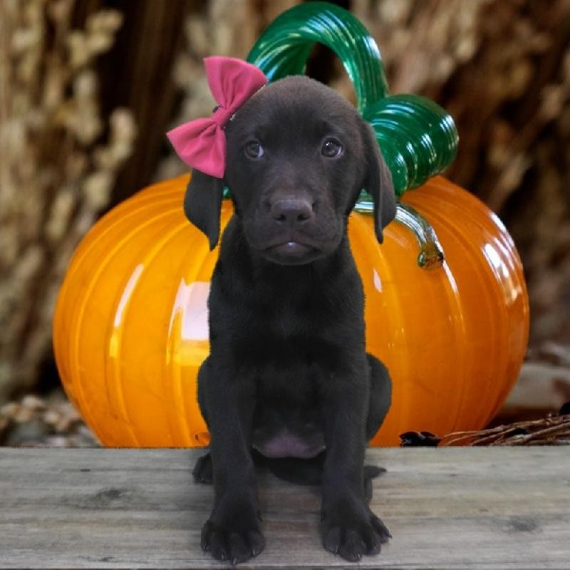 puppy store saratoga springs