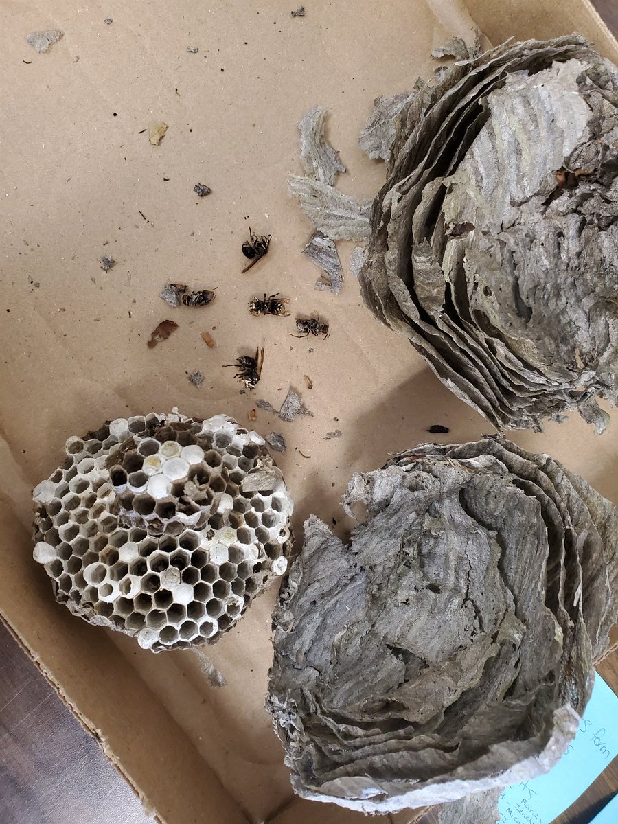 terilynnmonague's tweet photo. We had a great follow-up to our west nest activity. We went back to our KWL chart and researched our W questions. The kids had so many great questions! 
@ChrisHadfieldSc #science #grade1 https://t.co/mQqqM1j2eV