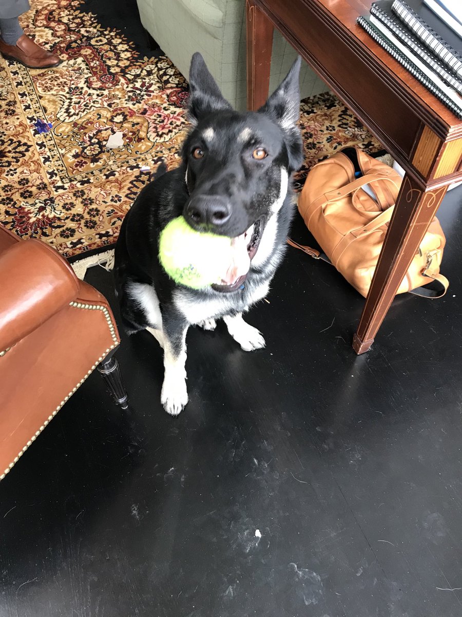 Among the many things that were off kilter about the Trump White House was the fact that there was NO DOG. This good boy is going to the White House.