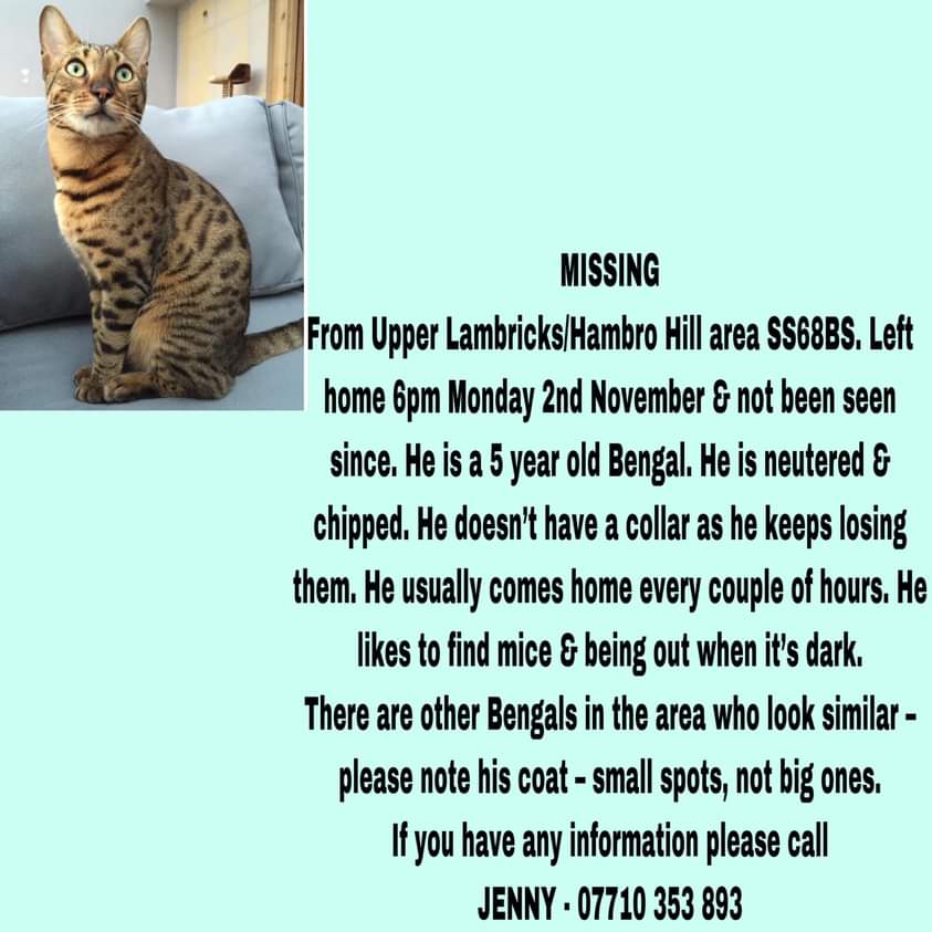 CazTricks's tweet photo. My cousin's beautiful pet has gone missing, Rayleigh. https://t.co/LkaaxB5dtg