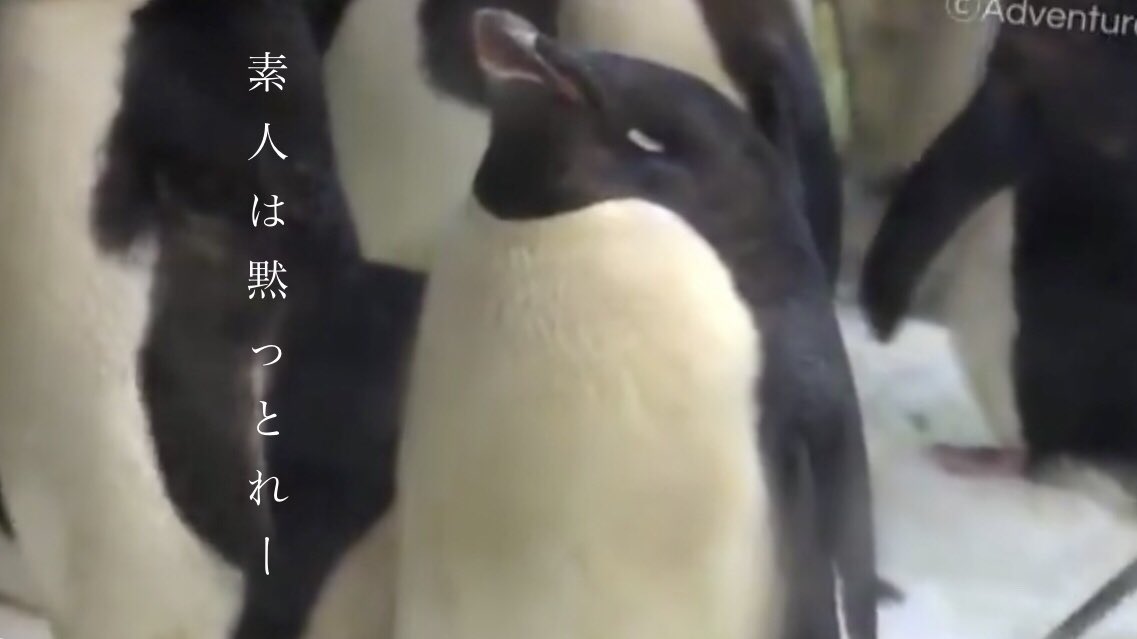 うとうとするアデリーペンギンがかわいい 授業中のワイ 無限に見れる Togetter