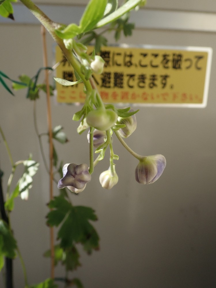 ミトマヒノキ على تويتر そういや今年は雲南トリカブトも開花しそう 花騎士園芸部 フラワーナイトガール とりかぶとあらかると ひのきぐらし の通販 購入はメロンブックス メロンブックス T Co Uensohl2nu ミトマヒノキ على تويتر そういや今年は雲南トリカブトも開花しそう 花騎士園芸部 フラワーナイトガール とりかぶとあらかると ひのきぐらし の通販 購入はメロンブックス メロンブックス T Co Uensohl2nu