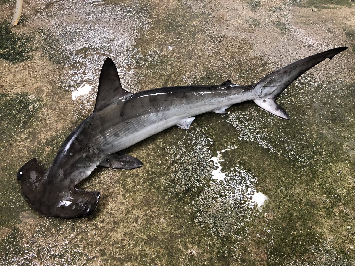 트위터의 和歌山県立自然博物館 님 シュモクザメ ハンマーヘッドシャーク を頂きました 頭の形がとてもユニークなサメで 目は張り出した頭の両端にあります 残念ながら死んでしまっていたので展示はできませんでしたが 貴重な資料として標本になります こ