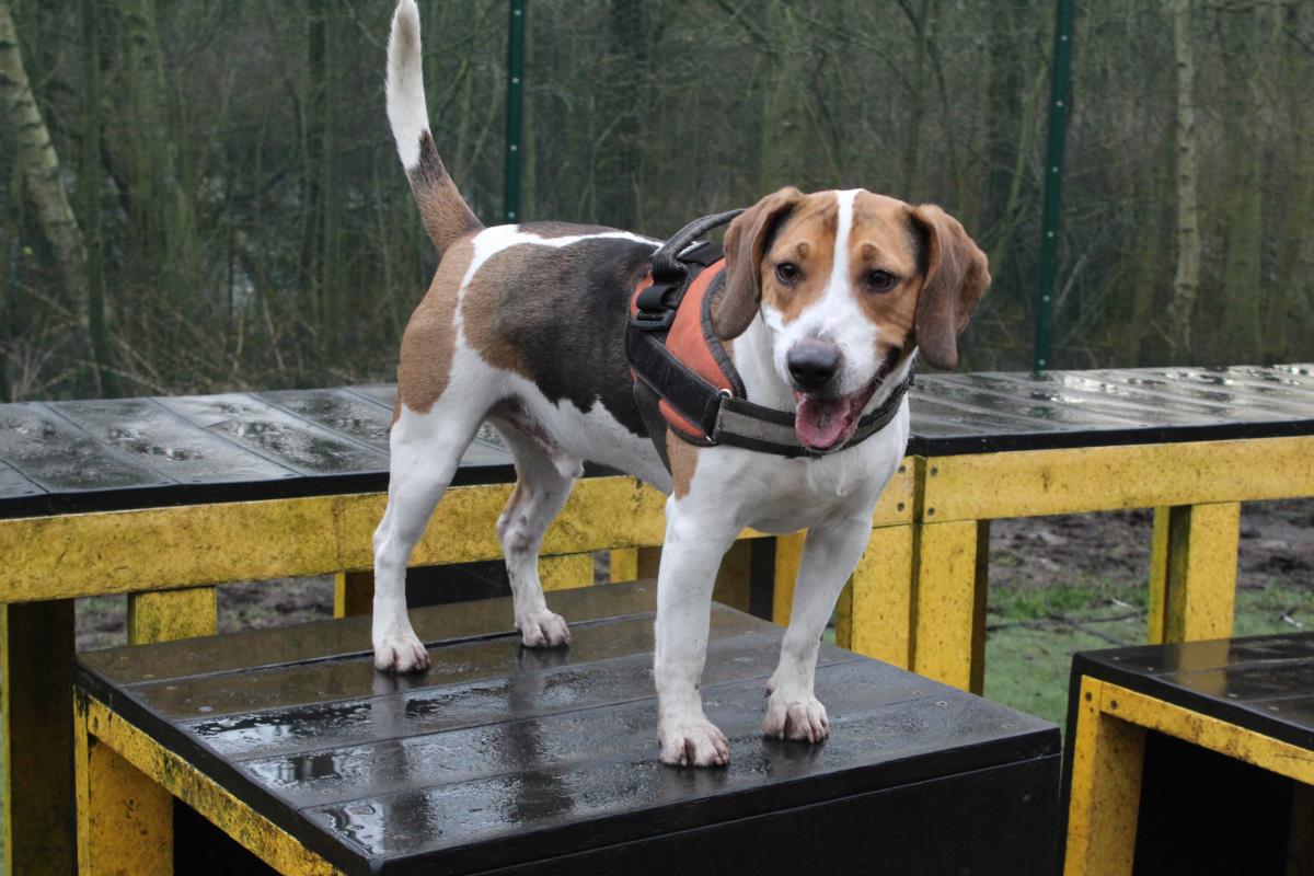 AdoptionsUk's tweet photo. Please retweet to help Cooper find a home #Liverpool 🇬🇧
Active Beagle aged 4, wants experienced adult home as only pet with a garden, loves scent work and toys, get on with dogs out and about, housetrained, beauty! 😍❤️
https://t.co/mHugFxJvBB

#dogs #animals #pets #Saturday #UK https://t.co/1nHx9TSM06
