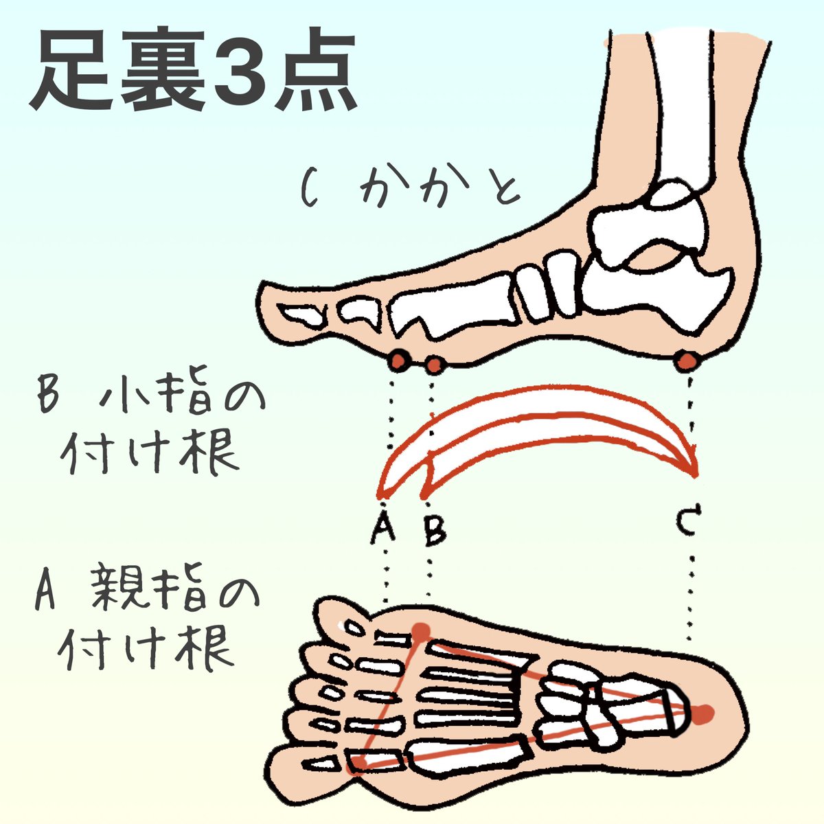 土踏まず 土踏まず