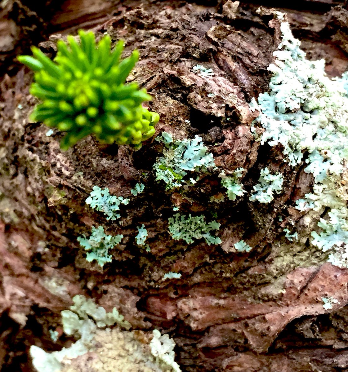 eabrina's tweet image. This freeloader got to take a stroll (alone) around the grounds of a (slightly deserted) golf course with no mask on. 

✌🏻sorry about that😷
😊missing my old normal 
#pandemicDiary 
#signsoflife