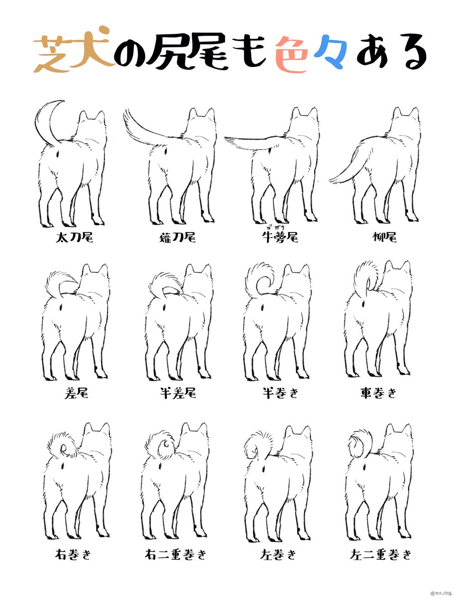 こんなにたくさんバリエーションが 柴犬の尻尾にも色んなタイプがある 話題の画像プラス こんなにたくさんバリエーションが 柴犬の尻尾にも色んなタイプがある 話題の画像プラス