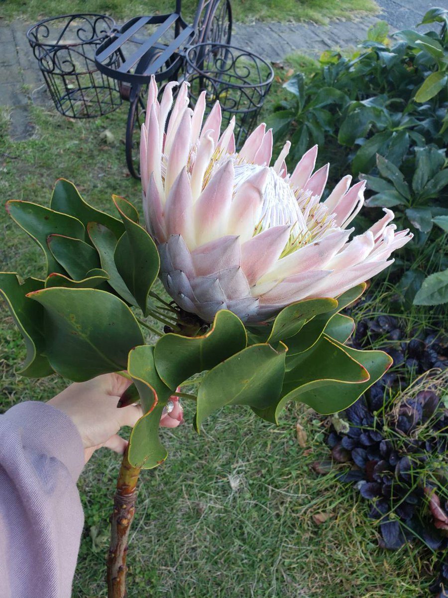 フラワーショップ花夢 キングプロテア入荷しました めっちゃでかい キングプロテア 花 ドライフラワー プロテア 花のある暮らし ドライフラワーのある暮らし フラワーショップ花夢 キングプロテア入荷しました めっちゃでかい キングプロテア 花 ドライフラワー プロテア 花のある暮らし ドライフラワーのある暮らし