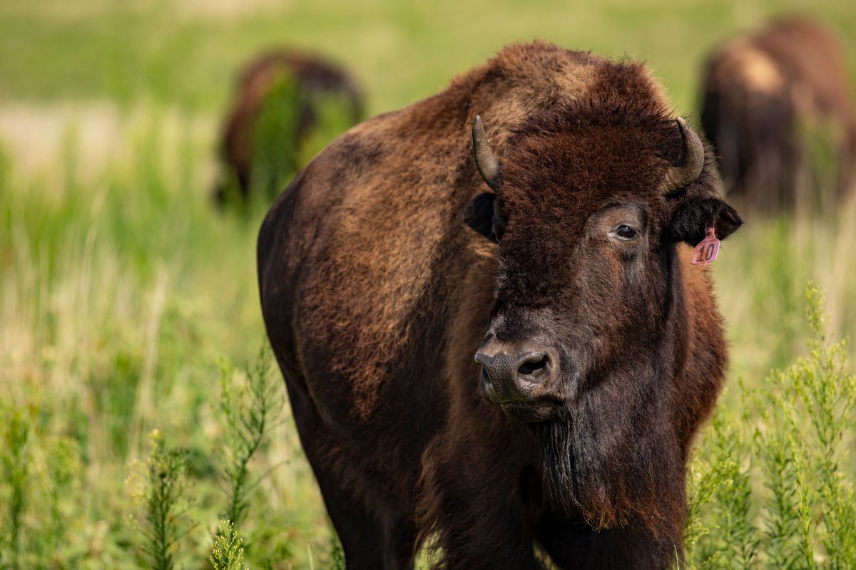 CherokeeNation's tweet photo. Today is #NationalBisonDay! Historically, bison were essential to many tribes. Every part of the bison was used for food, clothing, shelter, tools &amp; ceremonial purposes. Here are a few photos of these iconic creatures located at the CN's ranch. #NativeAmericanHeritageMonth https://t.co/fJVus08pfL
