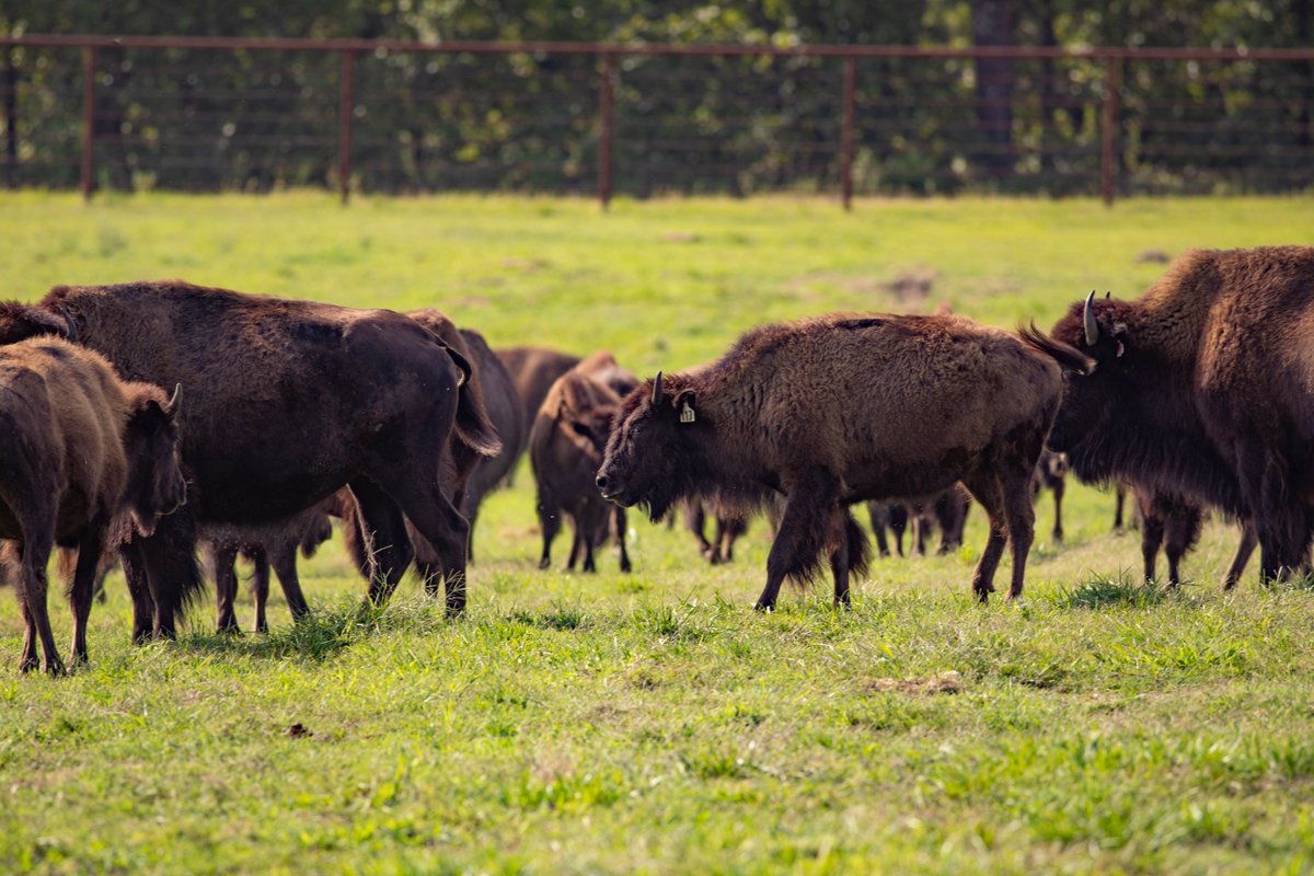CherokeeNation's tweet photo. Today is #NationalBisonDay! Historically, bison were essential to many tribes. Every part of the bison was used for food, clothing, shelter, tools &amp; ceremonial purposes. Here are a few photos of these iconic creatures located at the CN's ranch. #NativeAmericanHeritageMonth https://t.co/fJVus08pfL