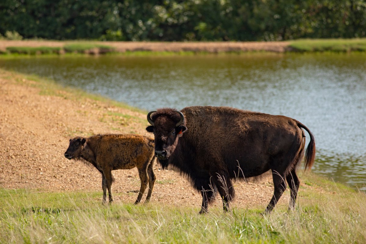 CherokeeNation's tweet photo. Today is #NationalBisonDay! Historically, bison were essential to many tribes. Every part of the bison was used for food, clothing, shelter, tools &amp; ceremonial purposes. Here are a few photos of these iconic creatures located at the CN's ranch. #NativeAmericanHeritageMonth https://t.co/fJVus08pfL