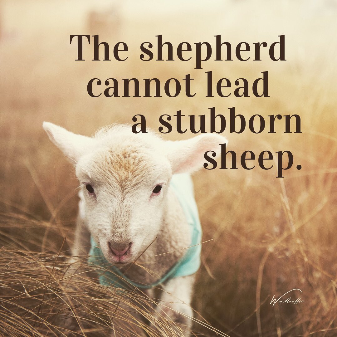 SamuelVayya's tweet photo. First, it is absolutely essential that we be completely dedicated to Gods high honor and surrendered to the Lordship of Jesus Christ. God will not lead us except for His own glory and He cannot lead us if we resist His will. The shepherd cannot lead a stubborn sheep. #sheep #god https://t.co/QDEmTUPIri